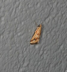 Achyra massalis