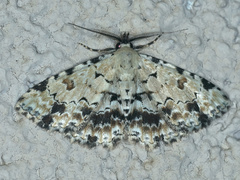 Sandava scitisignata