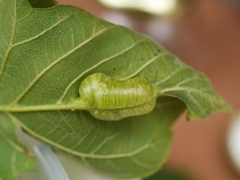 Contarinia negundinis