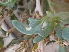 Blitum nuttallianum