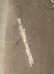 Trachythorax