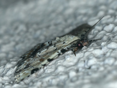 Sandava scitisignata