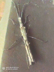 Trachythorax