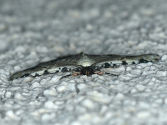 Sandava scitisignata