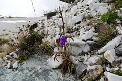 Campanula