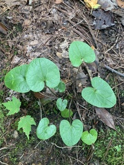 Hexastylis shuttleworthii