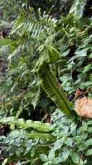 Asplenium scolopendrium