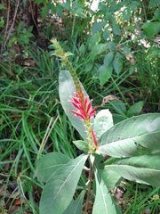 Aphelandra