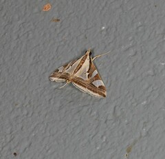 Agrioglypta excelsalis