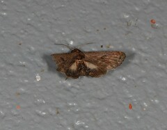 Anigraea ochrobasis