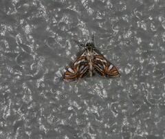 Anydraula pericompsa