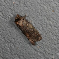 Archigargetta amydra