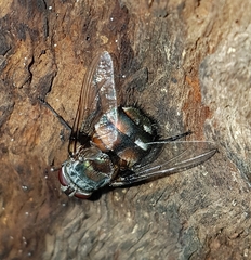 Rutilia