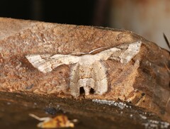 Phazaca leucocephala