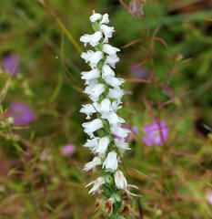 Spiranthes cernua