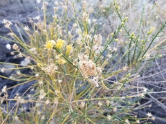 Lepidospartum squamatum