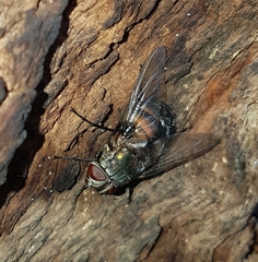 Rutilia