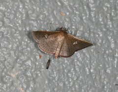 Banisia