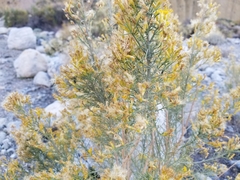 Lepidospartum squamatum