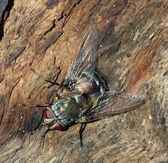 Rutilia