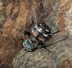 Rutilia