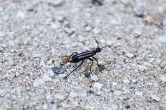 Epicauta atrivittata