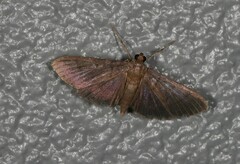 Pramadea lunalis