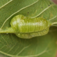 Contarinia negundinis