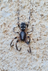 Lampona cylindrata