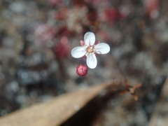 Drosera pygmaea