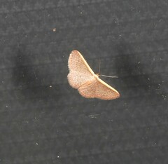 Idaea costaria