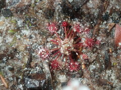 Drosera pygmaea