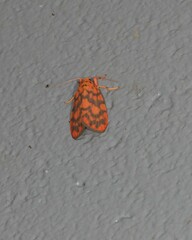 Miltochrista quadrilineata