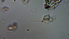 Euglenozoa