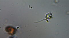Euglenozoa