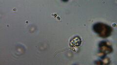 Euglenozoa