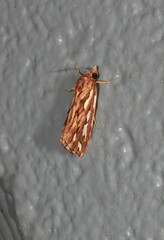 Meyrickella torquesauria