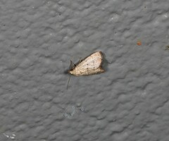 Narangodes