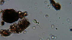 Euglenozoa
