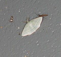 Oenochroma infantilis