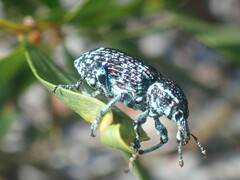 Chrysolopus spectabilis