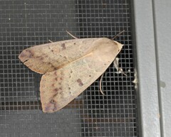 Ophiusa disjungens