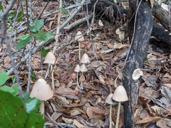 Psathyrella longipes
