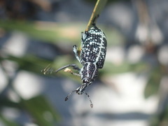 Chrysolopus spectabilis