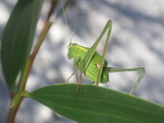 Caedicia