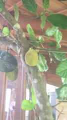 Artocarpus heterophyllus