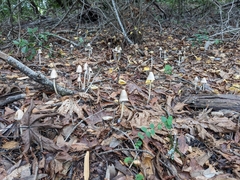 Psathyrella longipes