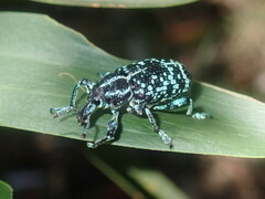 Chrysolopus spectabilis