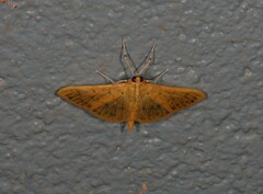 Patania balteata