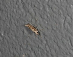 Plutella xylostella-australiana